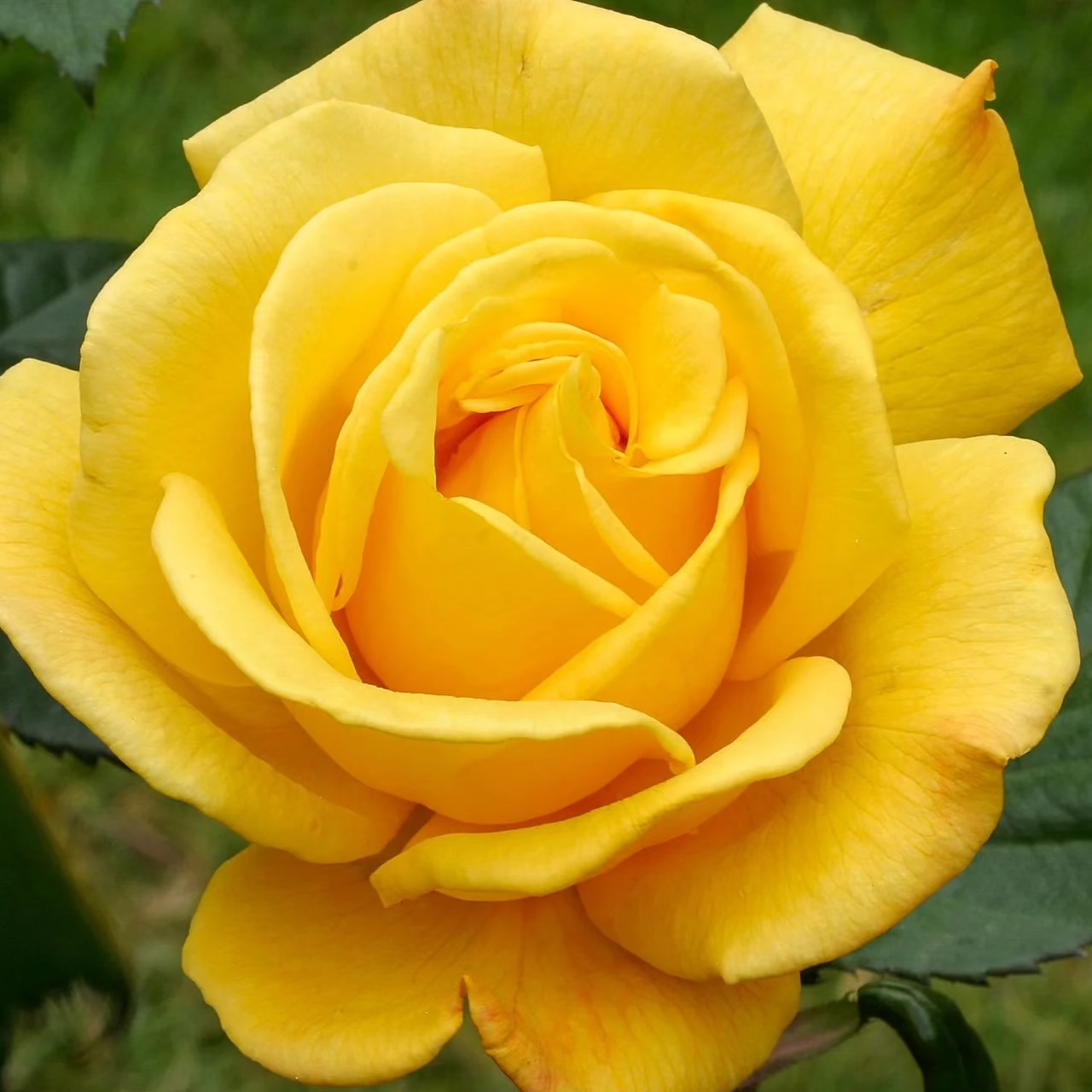 Radiant Perfume Bare Root Rose Bush