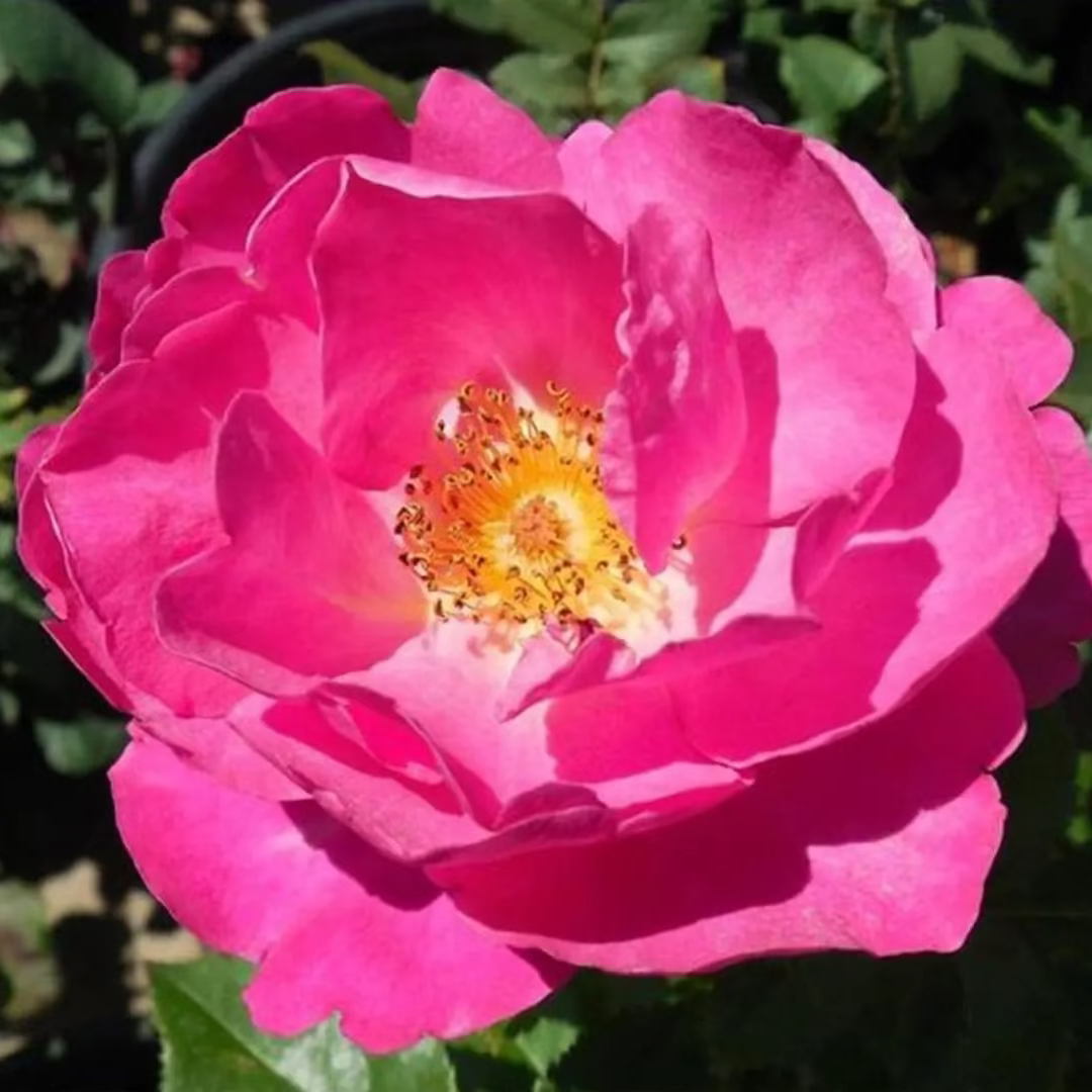 Shining Moment™ Bare Root Rose Bush