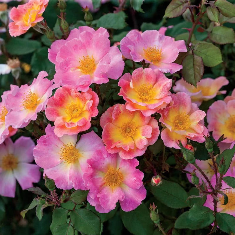Watercolors Home Run® Bare Root Rose Bush