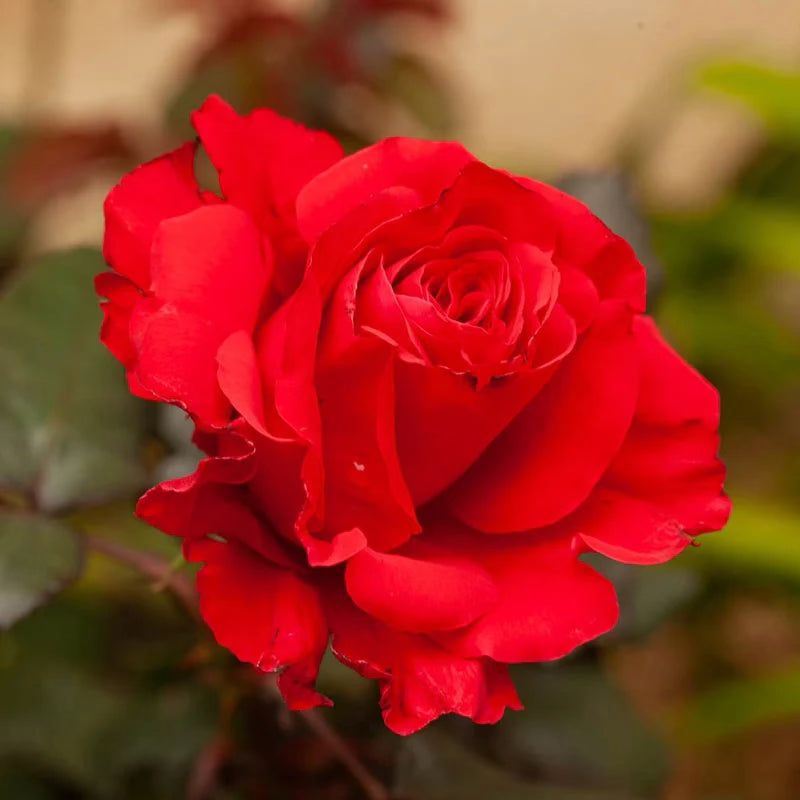 Legends™ Potted Tree Rose