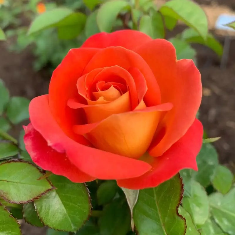 Burst of Joy™ Bare Root Tree Rose