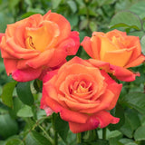 Burst of Joy™ Bare Root Rose Bush