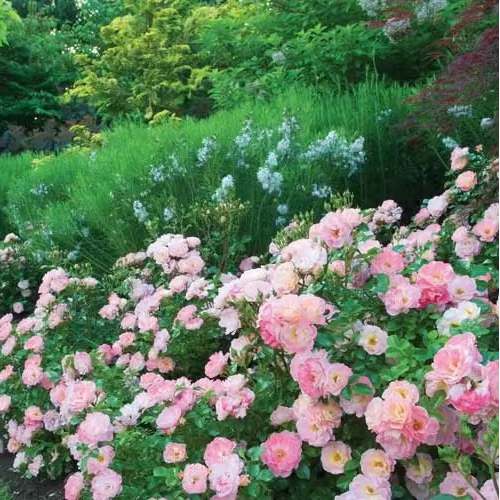 Peach Drift® Bare Root Tree Rose