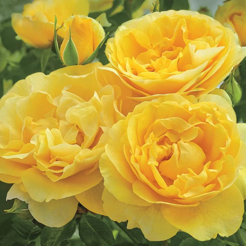 Happy Go Lucky Rose | Sunny Yellow Grandiflora | Grace Rose Farm