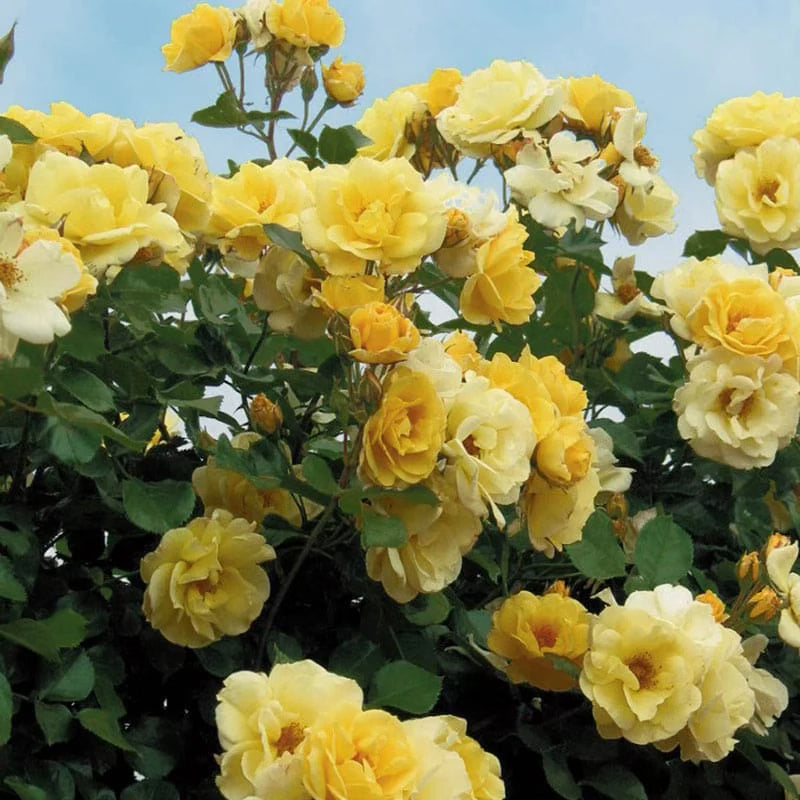 Sky's the Limit™ Bare Root Climbing Rose