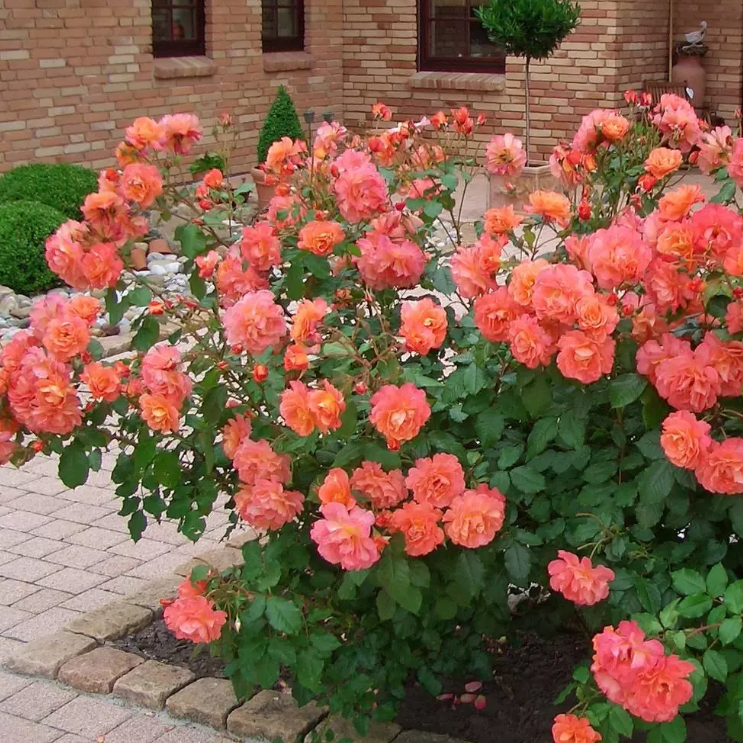 Westerland™ Bare Root Rose Bush