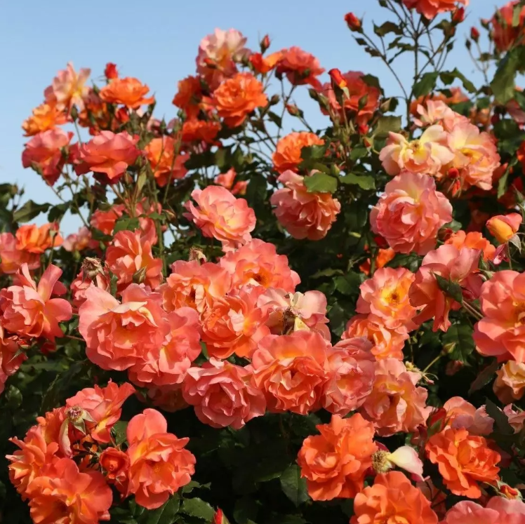 Westerland™ Bare Root Rose Bush