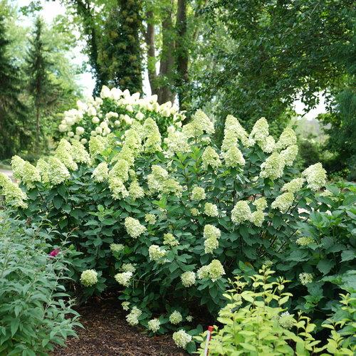 Proven Winners® Limelight Prime® Hydrangea Potted Hydrangea