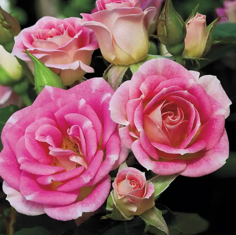 Whimsy™ Bare Root Rose Bush