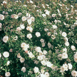 White Dawn Potted Climbing Rose