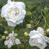White Dawn Potted Climbing Rose