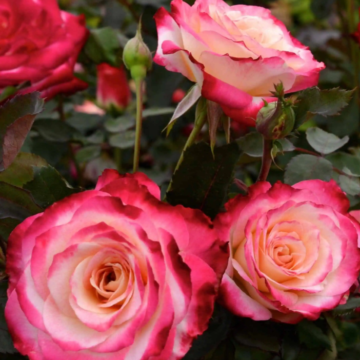 White Lies™ Potted Rose Bush