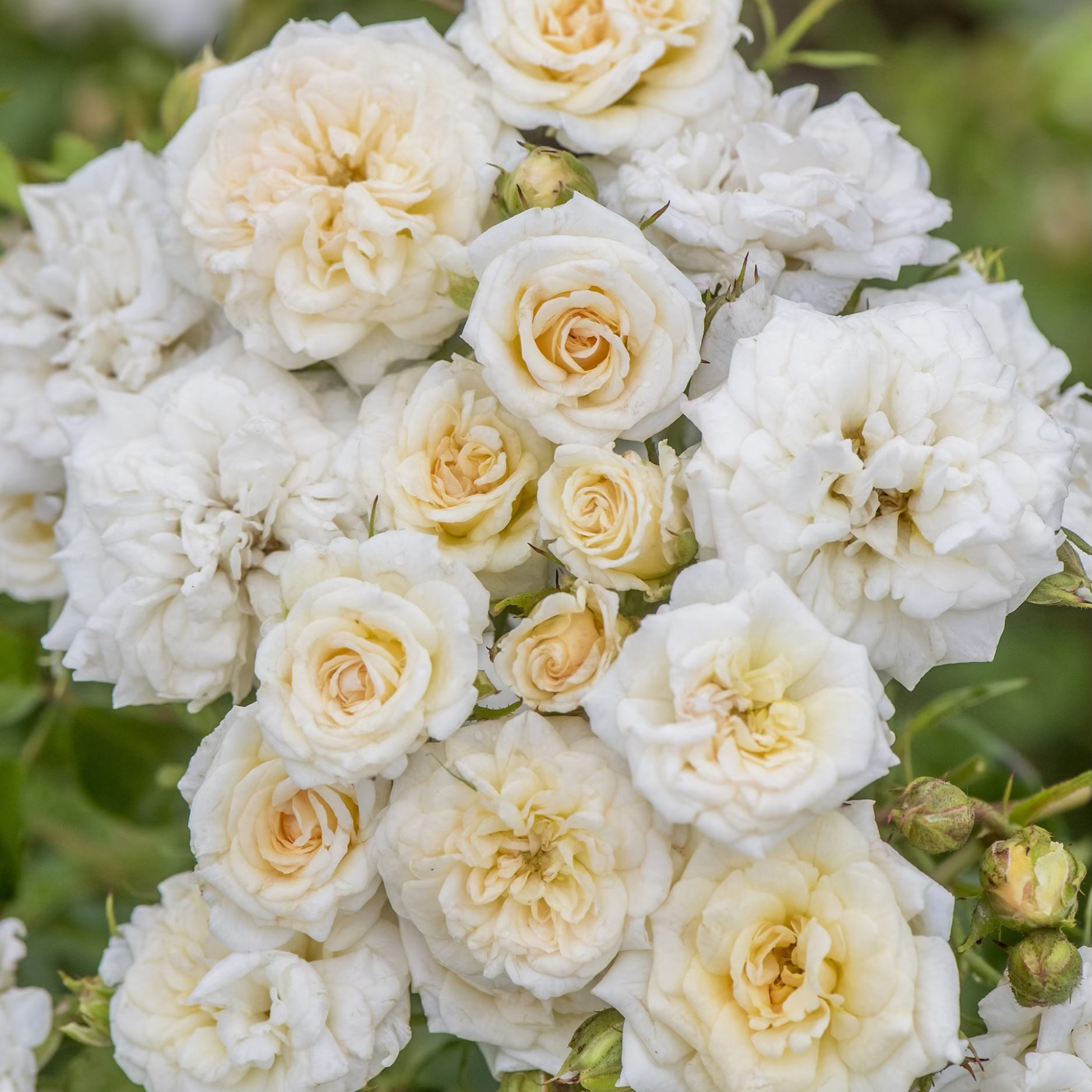 white rose potted plant White Drift® Potted Tree Rose