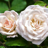 White Drift® Potted Tree Rose