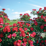 Winners Circle™ Bare Root Climbing Rose