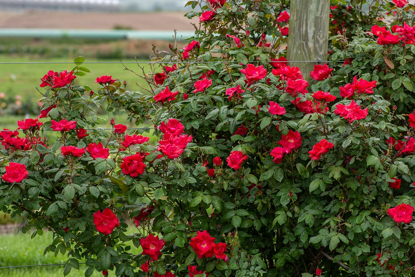 Winner’s Circle™ Potted Climbing Rose