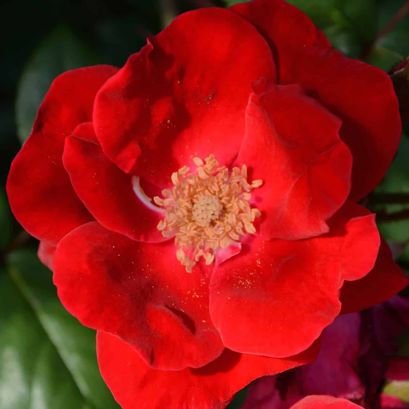 Winners Circle™ Bare Root Climbing Rose