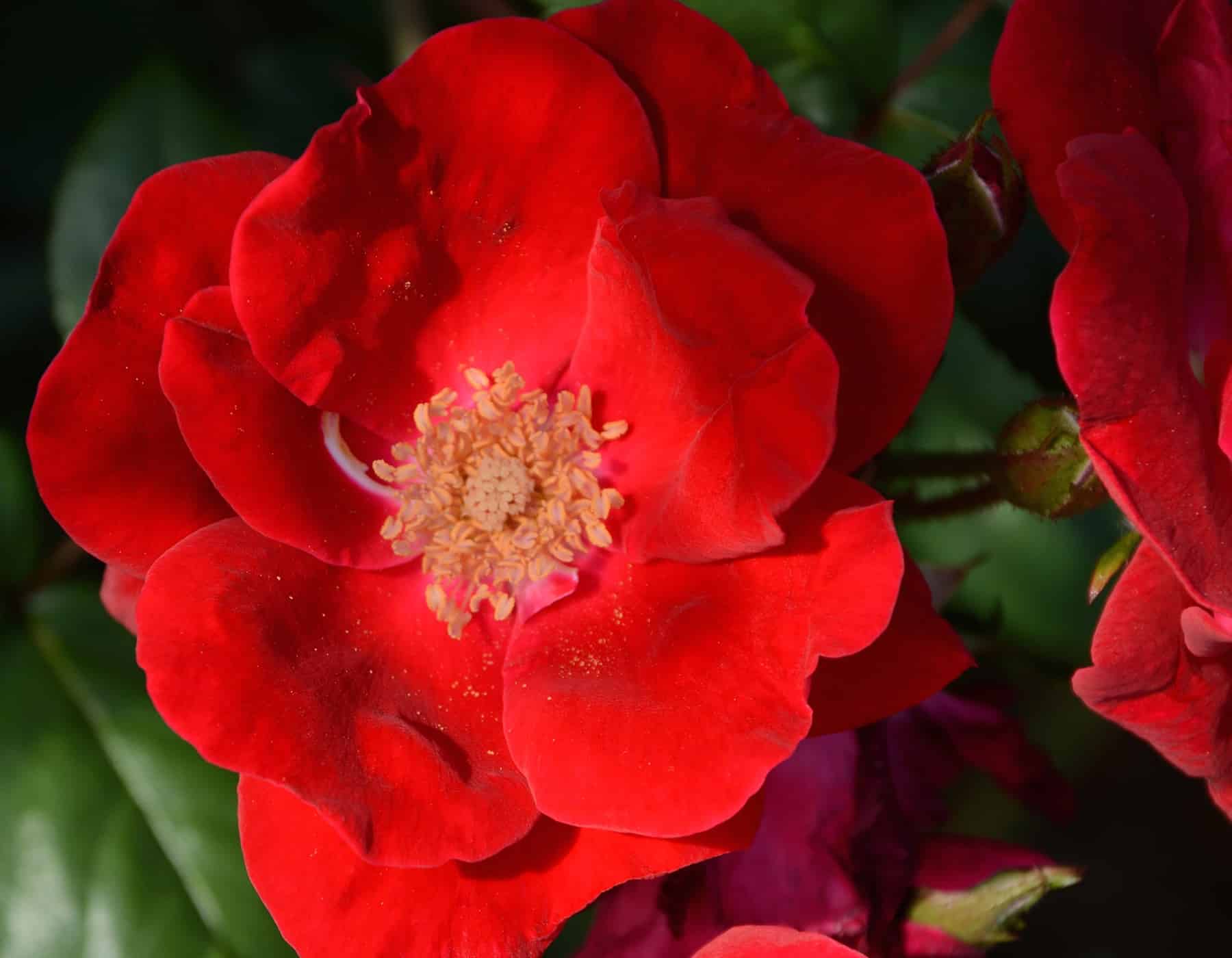 Winner’s Circle™ Potted Climbing Rose