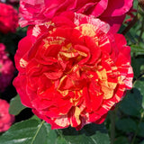Close-up of a vibrant red and yellow flower with green leaves in the background