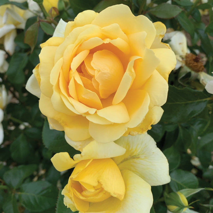 Eleganza® Winter Sun™ Bare Root Rose Bush