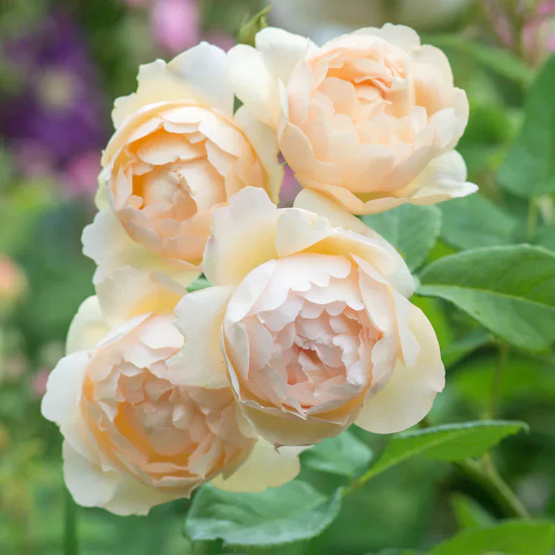 Wollerton Old Hall Climbing Rose | David Austin Apricot Climber