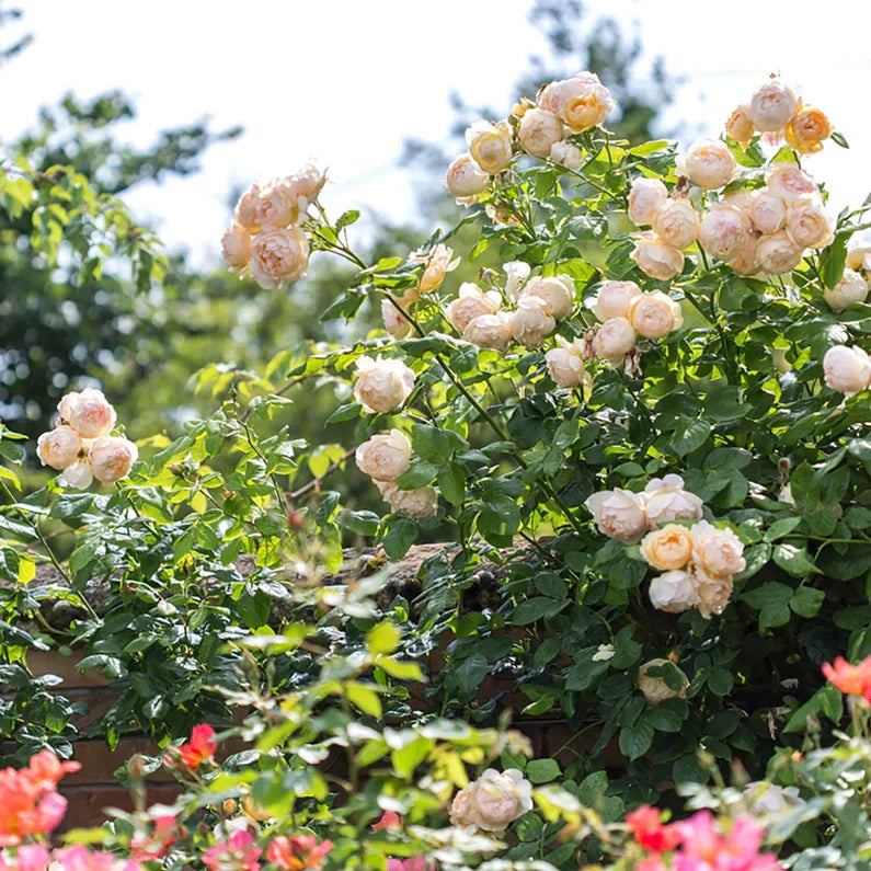 David Austin® Wollerton Old Hall® Potted Climbing Rose