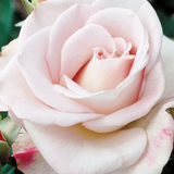 World War II Memorial Rose™ Bare Root Rose Bush