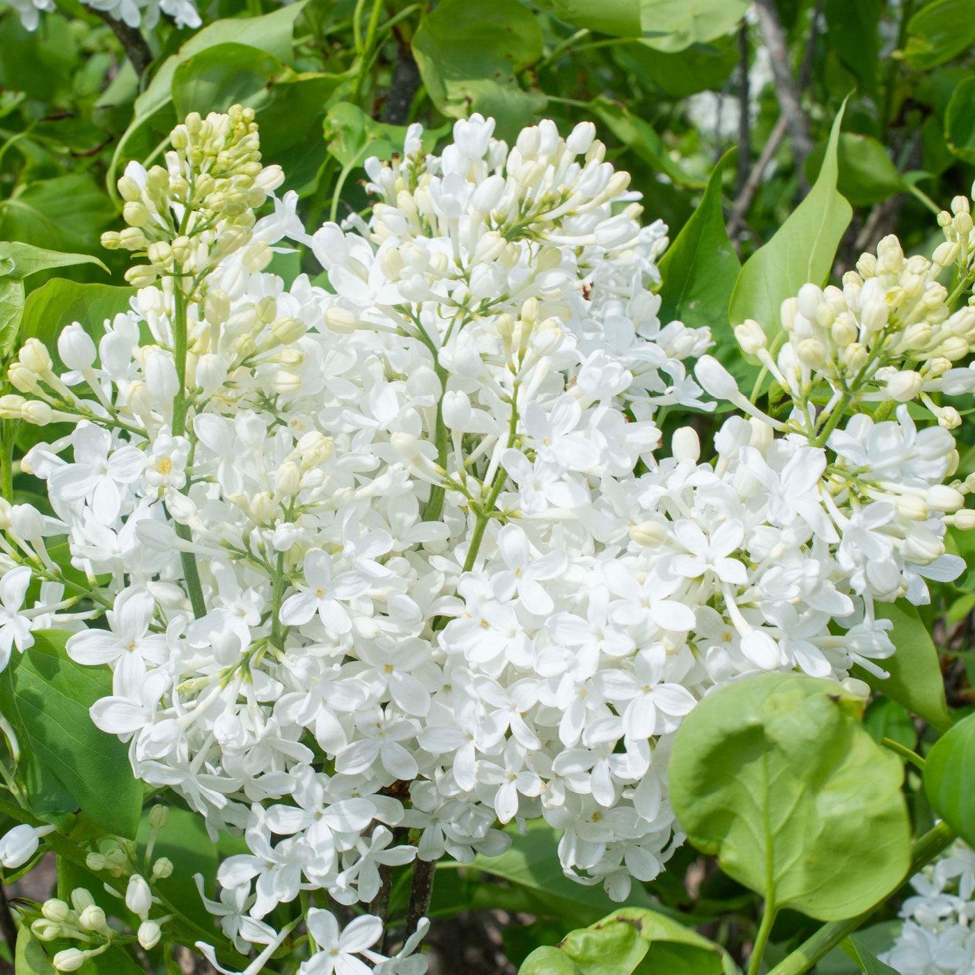 Lilac New Age™ White Potted Lilac Plant