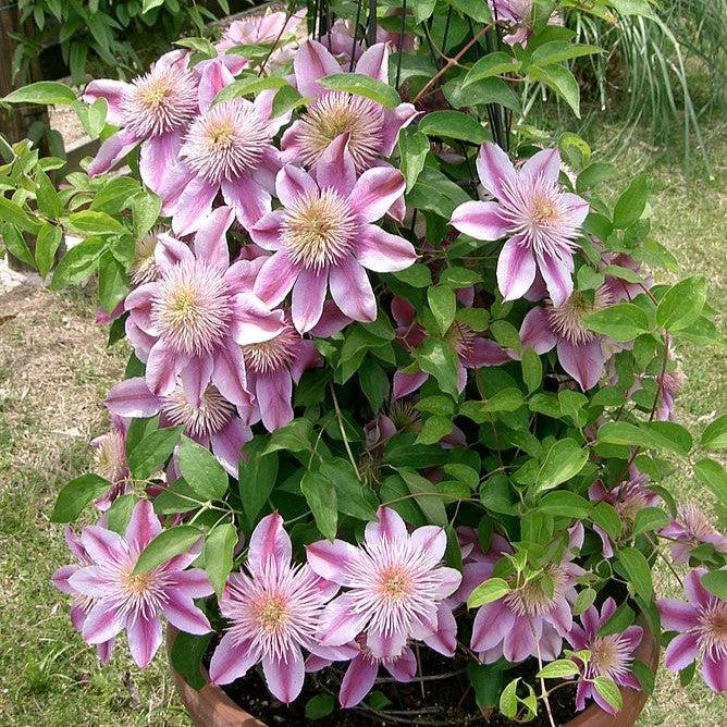 Clematis Raymond Evison® Regal® Josephine™ Potted Clematis Plant