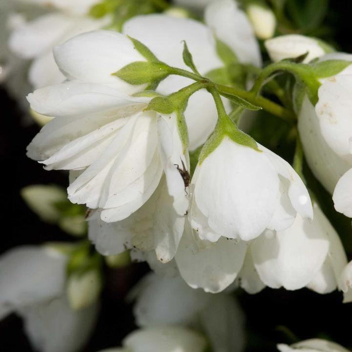 Mock Orange 'Snowbelle' Potted Mock Orange Bush
