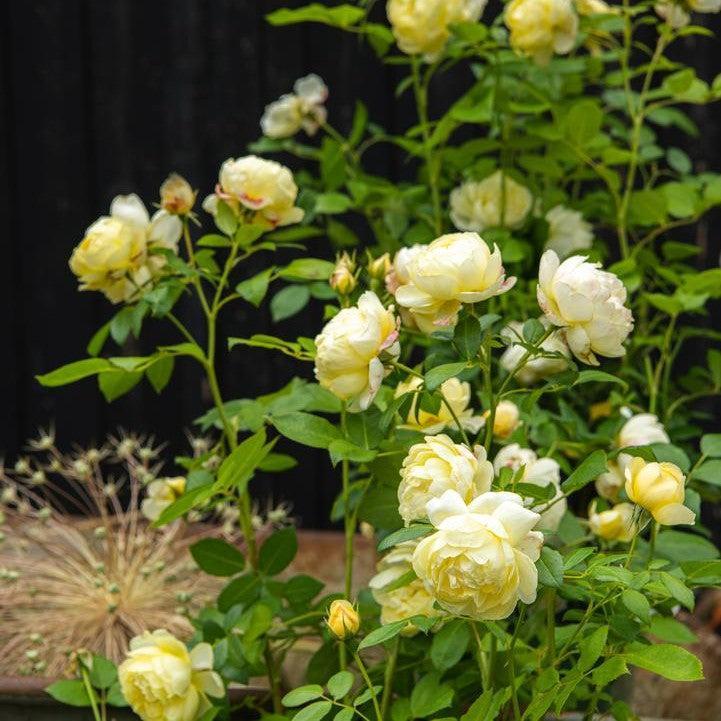 David Austin® Vanessa Bell® Potted Rose Bush
