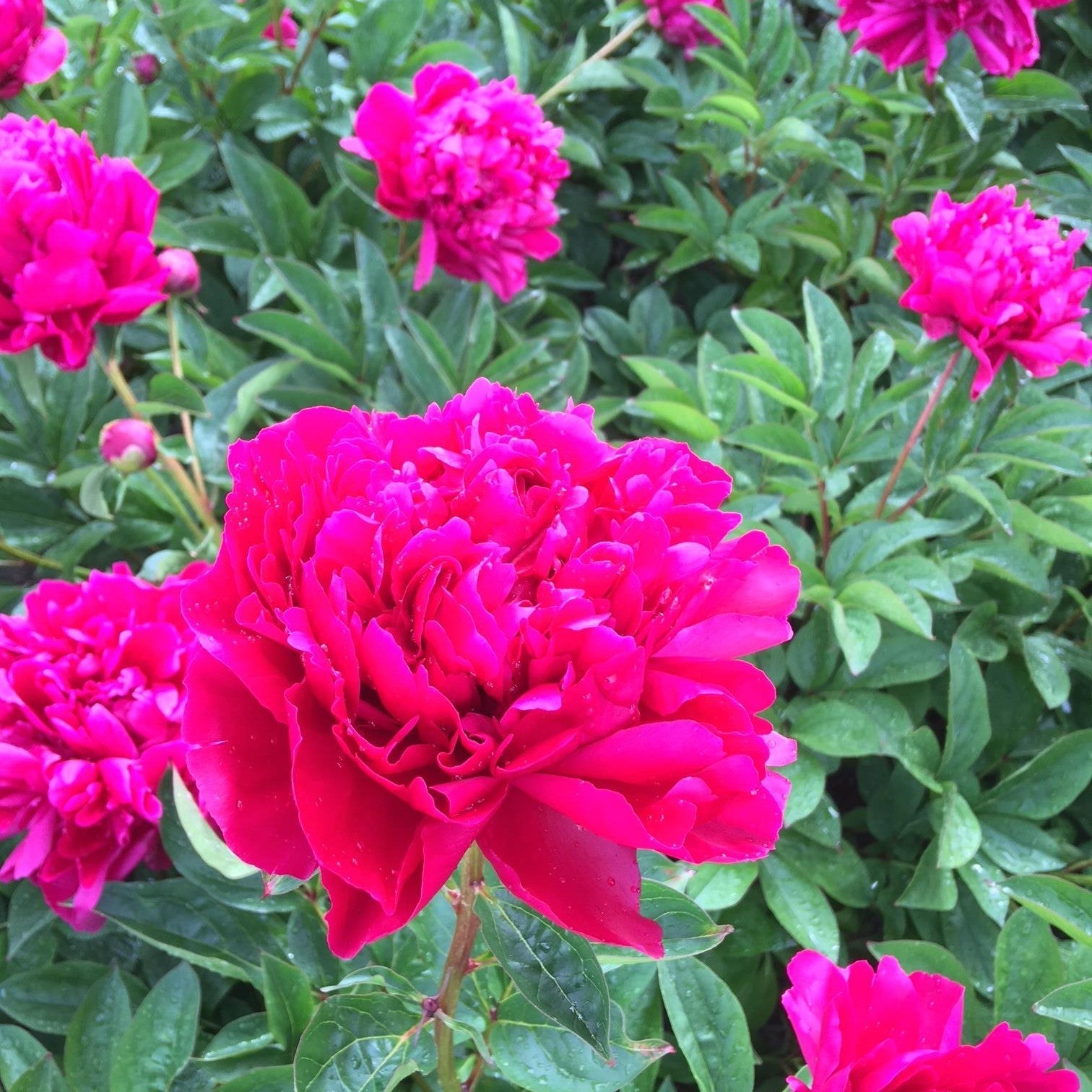 potted peony plants for sale Peony 'Lady In Red' Potted Peony Plant
