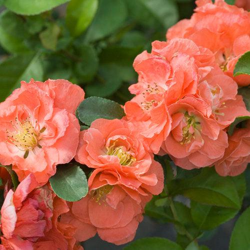 Flowering Quince PW® Double Take™ Peach Potted Flowering Quince Plant