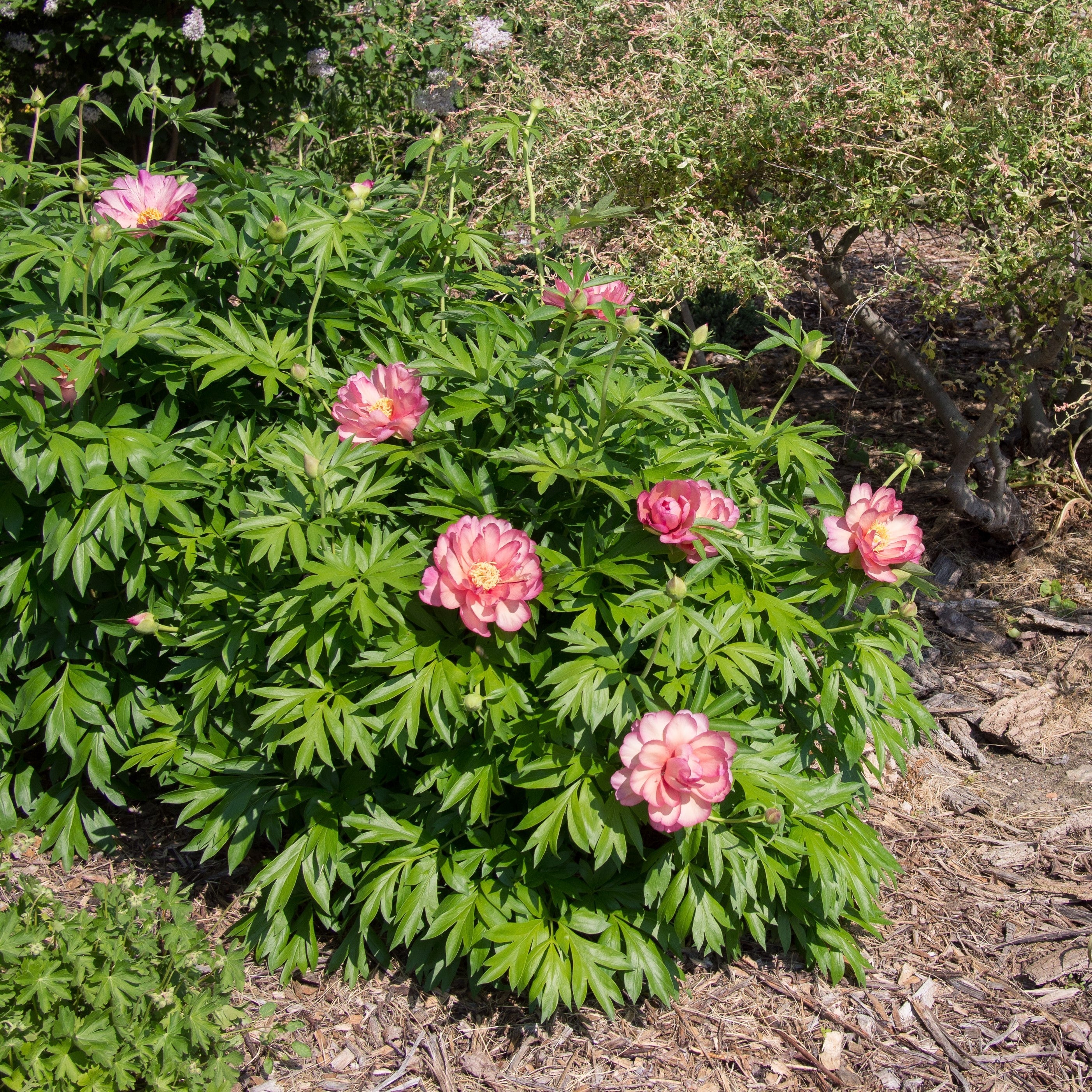 Peony 'Julia Rose' Potted Itoh Peony Plant