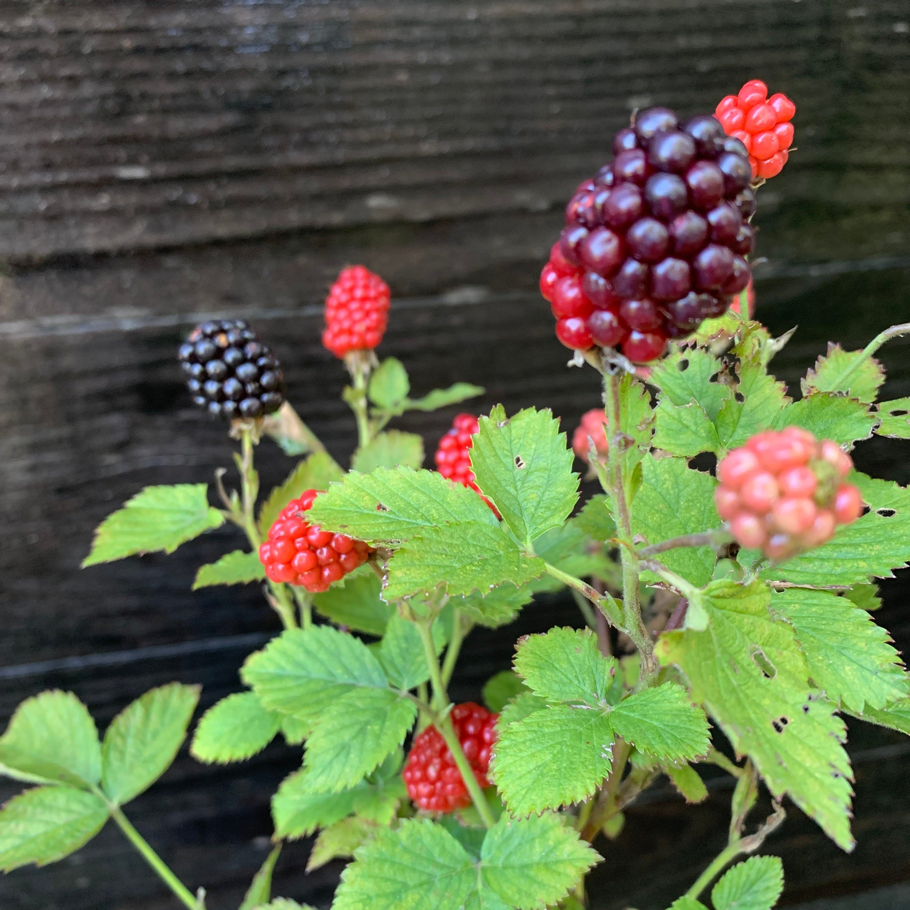 Blackberry Bushel and Berry® Baby Cakes® Thornless Potted Blackberry Plant
