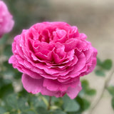 Yves Piaget® Potted Tree Rose