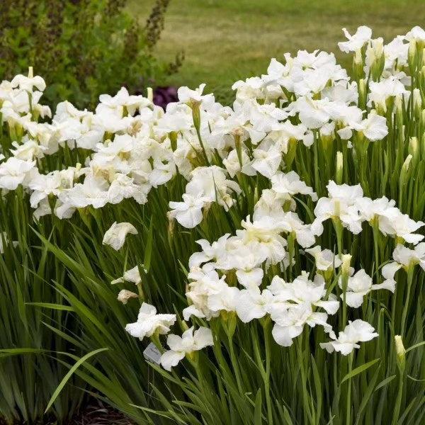 Iris Swans In Flight Potted Siberian Iris Plant
