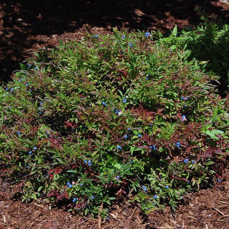 Blueberry 'Burgundy' Lowbush Potted Blueberry Plant