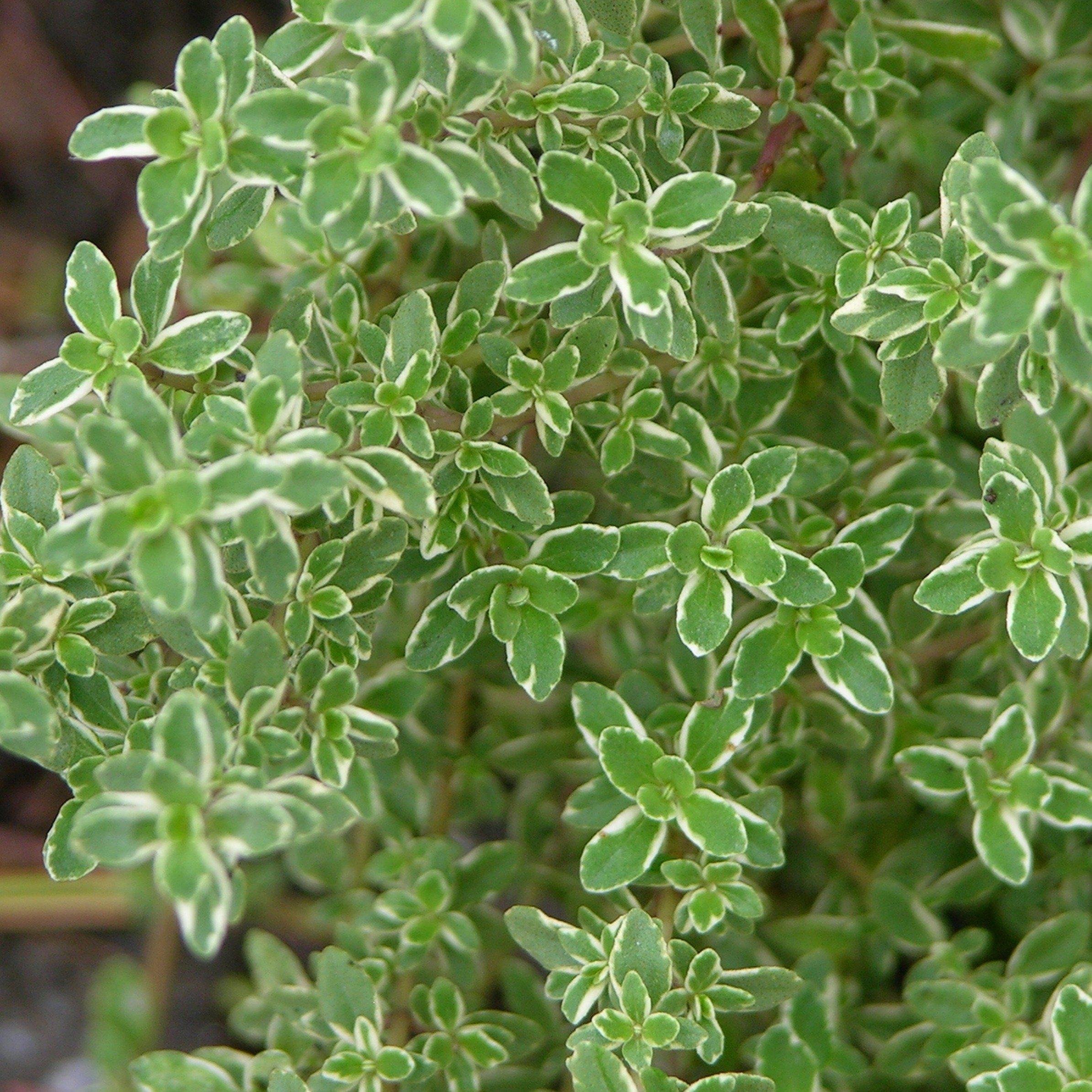 Thyme 'Aureus' Potted Golden Lemon Thyme Plant