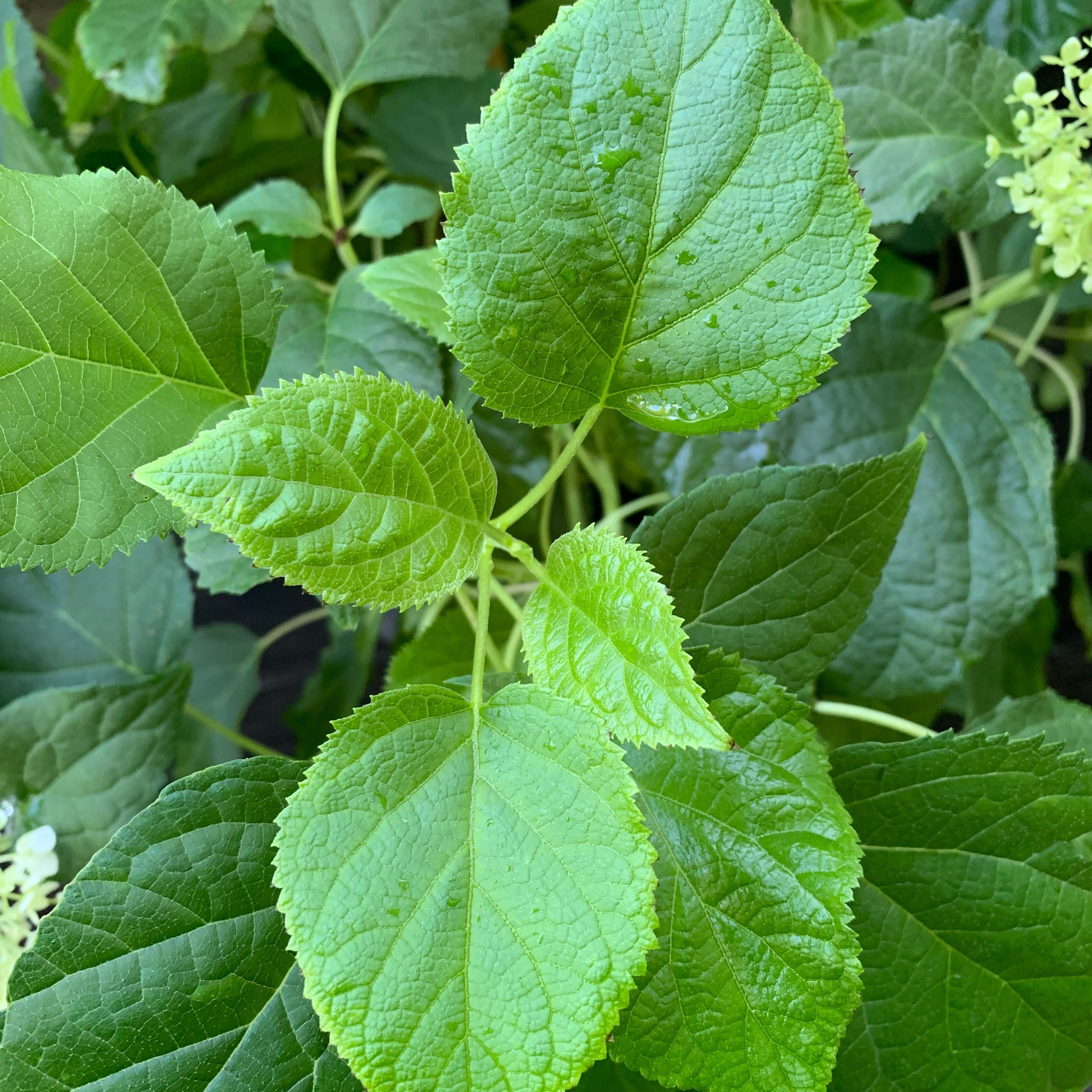 Hydrangea Annabelle Potted Smooth Hydrangea Bush
