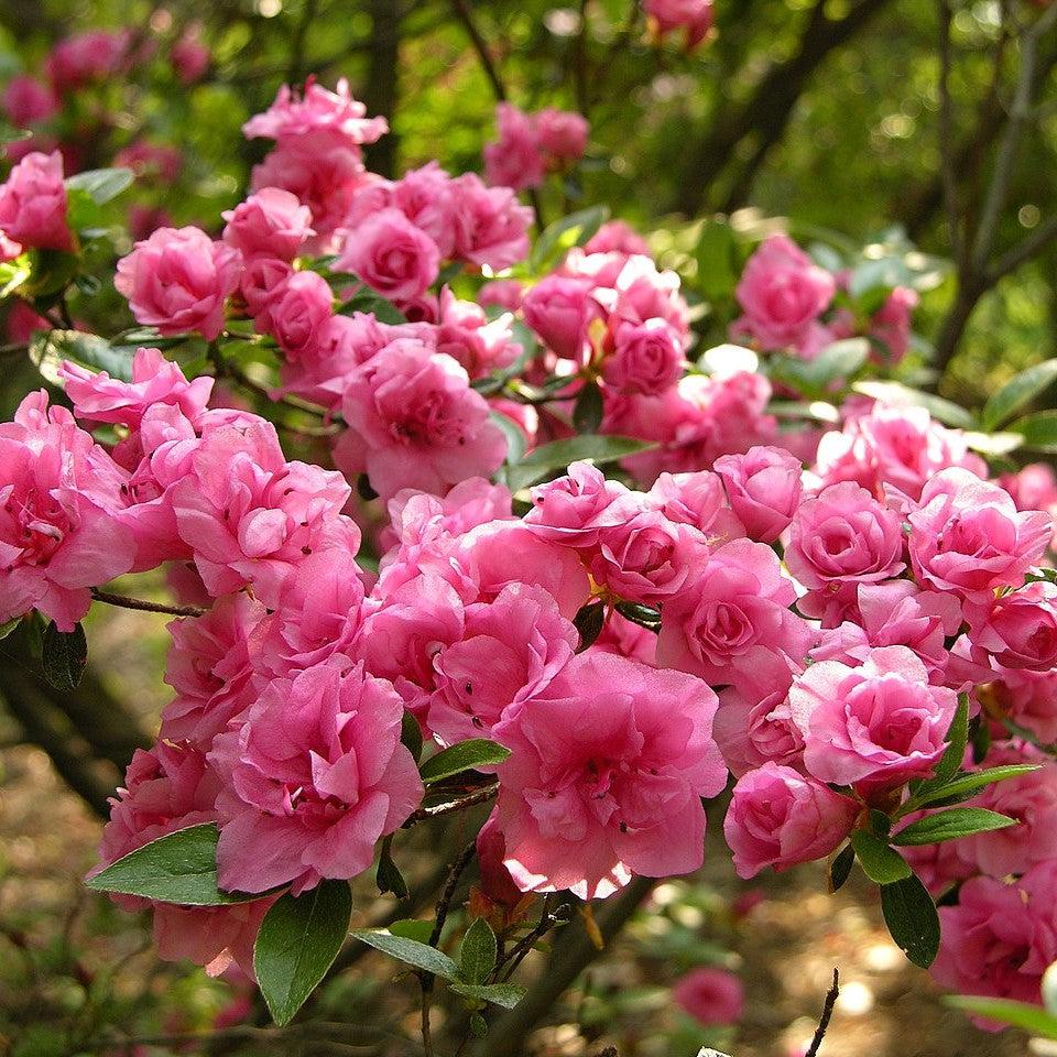 potted azalea plant Azalea, Rosebud Azalea