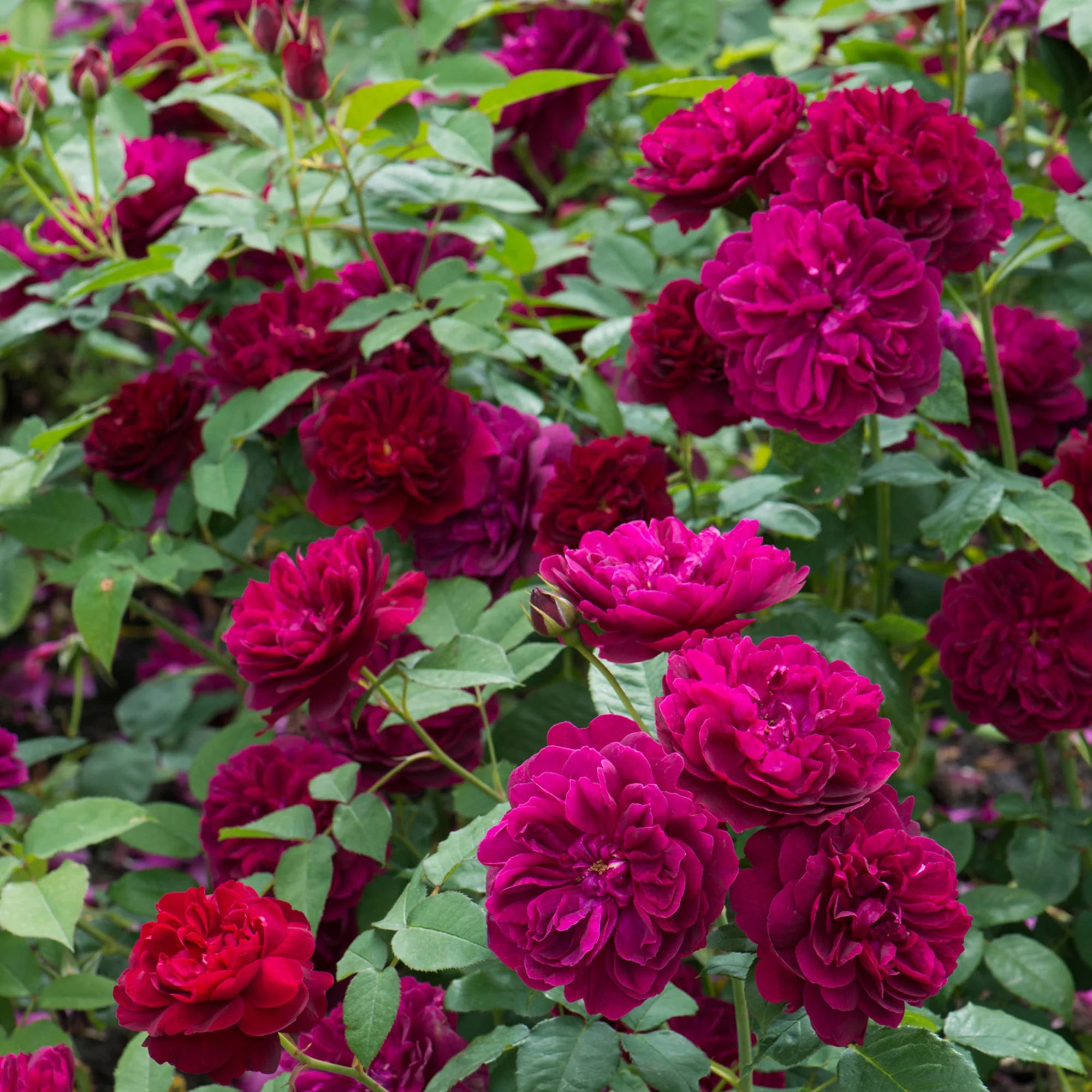 David Austin® Darcey Bussell® Potted Rose Bush