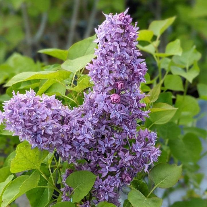 lilac potted plant Lilac 'Royal Purple' Potted Lilac Plant