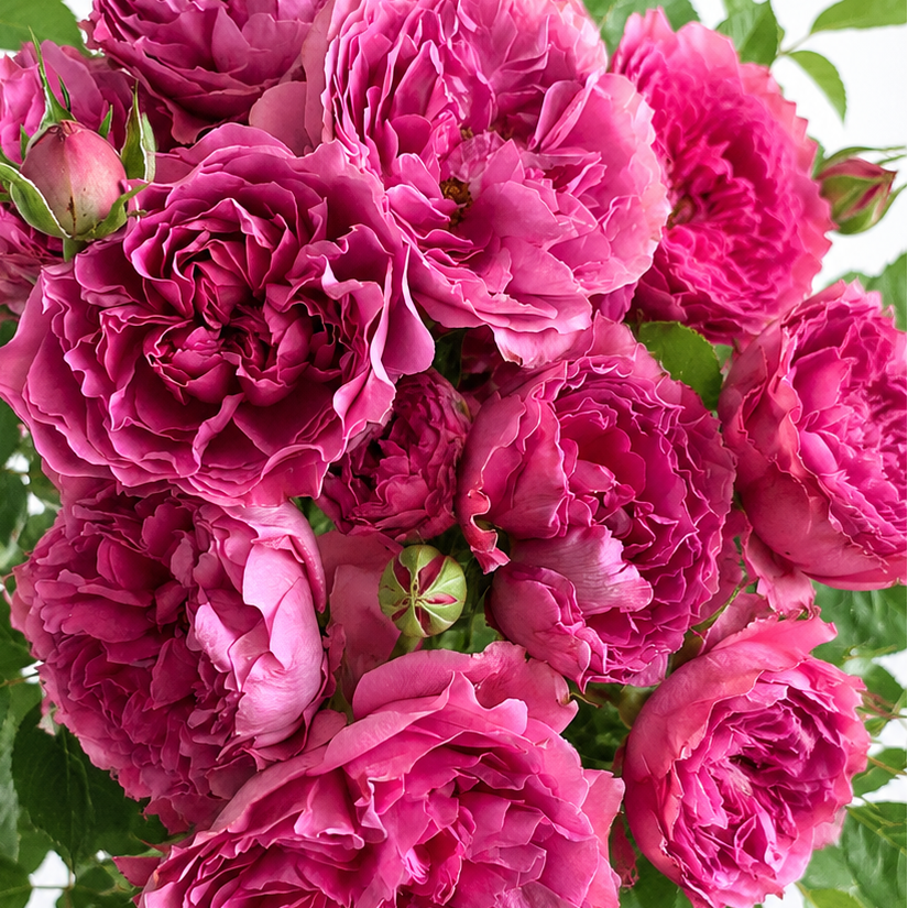 Rose…要コメント＆プロフ必読 Princess Meiko® Potted Rose Bush