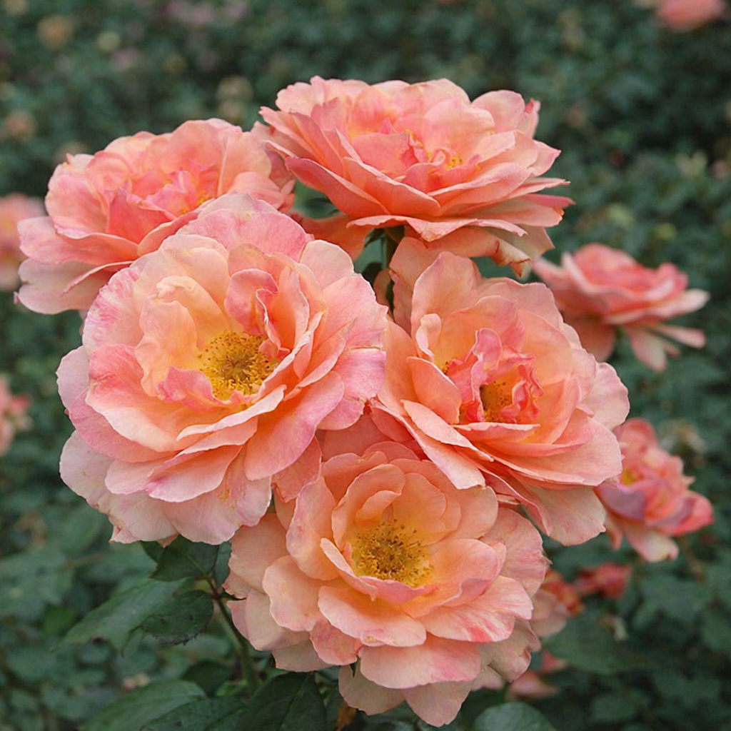 About Face® Potted Rose Bush
