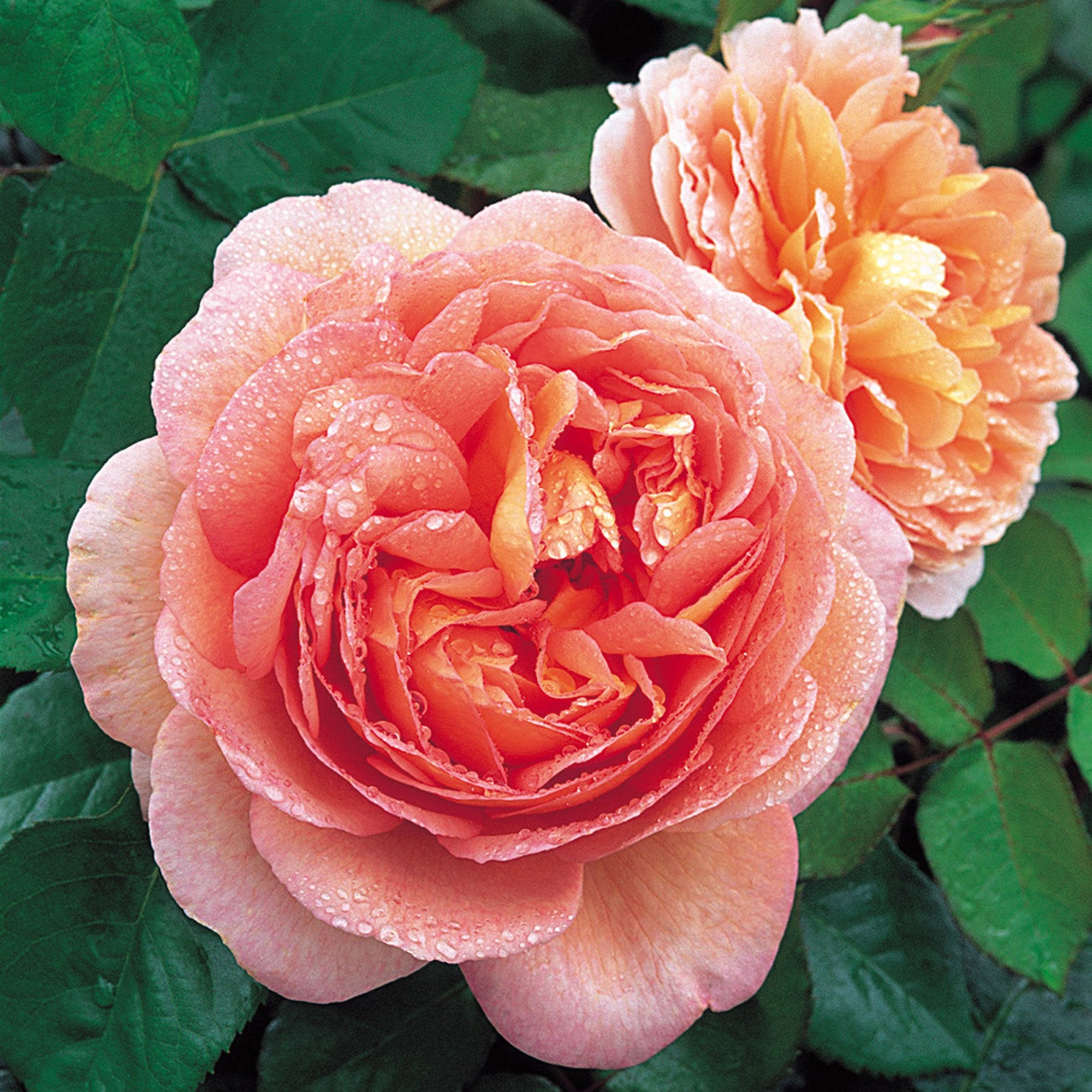 David Austin® Abraham Darby® Potted Rose Bush