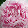 Peonies