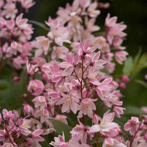 Proven Winners® Deutzia Yuki Cherry Blossom® Potted Deutzia Bush