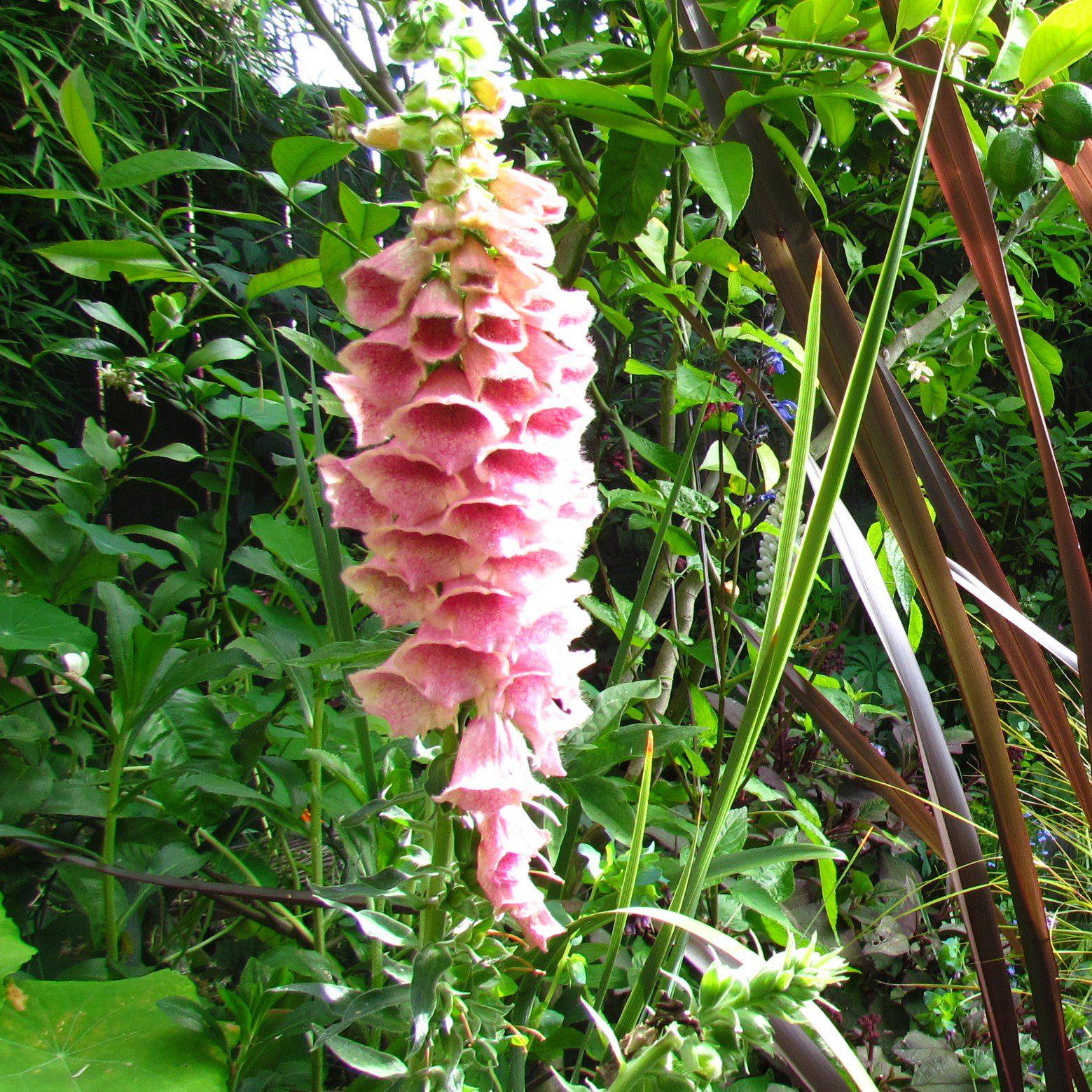 Foxglove mertonensis Potted Strawberry Foxglove Plant