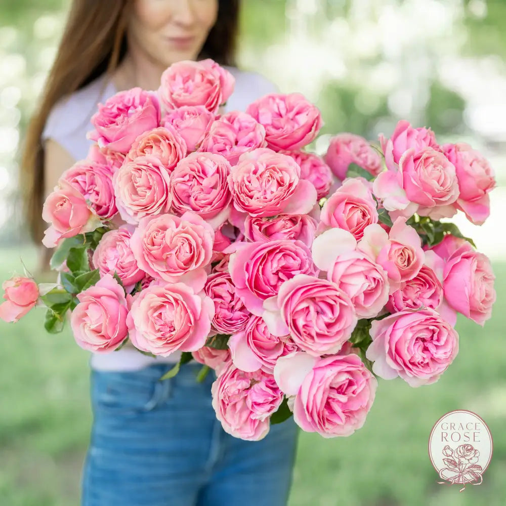 All Dressed Up™ Potted Rose Bush 5 Gallon Potted Rose BUSHES